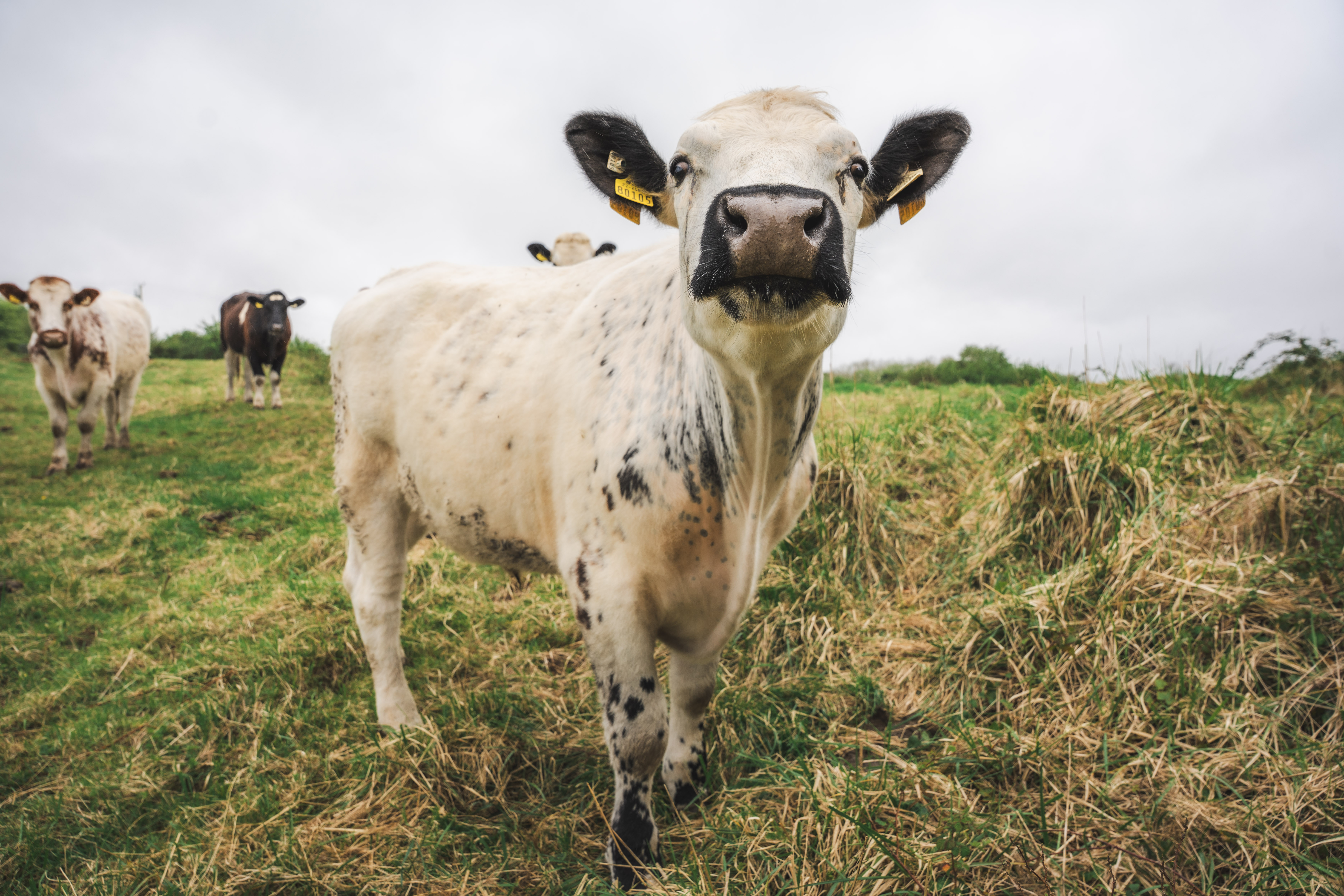 Biodiversity Action Plan